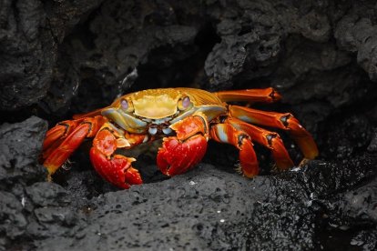 La presencia del crustáceo en la pista -del tipo Ucidas cordatus- se debe a que el aeropuerto está al lado de un manglar y ésta es época reproductiva de los cangrejos.