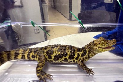 Exemplar de caiman litrosis femella decomissat en una plantació de marihuana de Tordera.