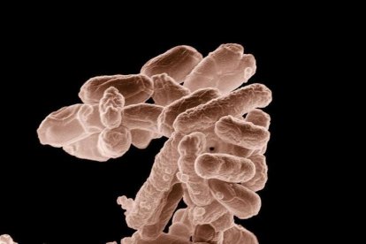 Bactèries E.Coli.