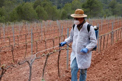 Un tècnic de la ADV aplicant el producte fitosanitari en una finca de vinya del Pla de Manlleu (Alt Camp).