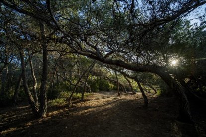 Interior del Bosc de la Marquesa, situat a 8 km del centre de Tarragona.