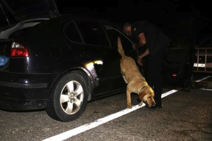 Un perro de los Mossos buscando drogas en un macrooperativo en la AP-7 en Hospitalet de l'Infant.