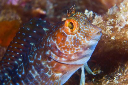 La muestra permite conocer algunas de las más de 300 especies que viven en el recinto protegido del Parc Subaquàtic.