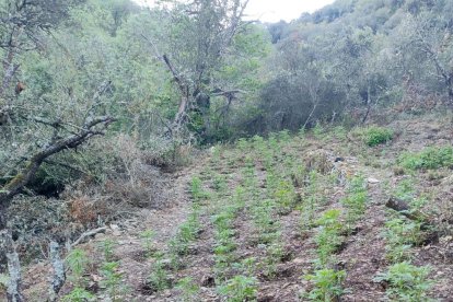 Plantació de marihuana.