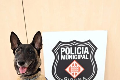 La gossa Laika, de la unitat canina de la Policia Municipal de Girona, amb el paquet que contenia marihuana.