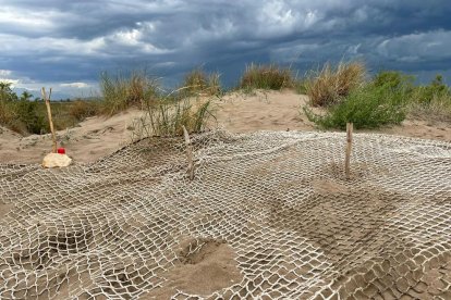 Es localitza al delta de l'Ebre el primer niu de tortugues careta de la temporada a la costa catalana