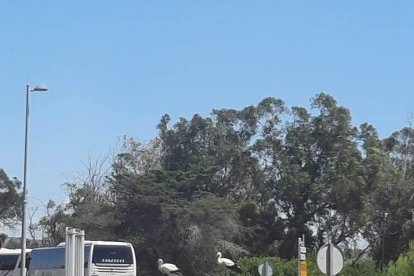 La pareja de cigüeñas en la rotonda de entrada en la Pineda.