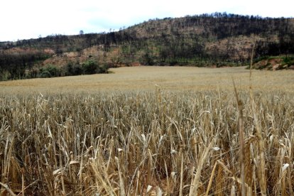 Identifican una proteína vegetal con tolerancia a la sequía que aumenta la tasa de supervivencia de las plantas