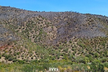 Imagen de vegetación quemada durante el incendio de Portbou.