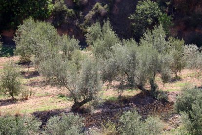 Olivos situados a los pies del Montsant, en Cabacés.