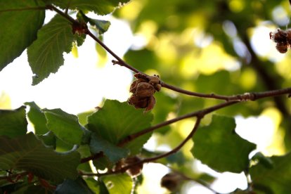 El fruit de l'avellana podria ser més petit causa de la manca d'aigua.