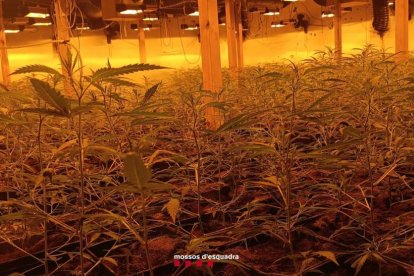 Plantas de marihuana localizadas en el interior de la masía de Vinyols y els Arcs.