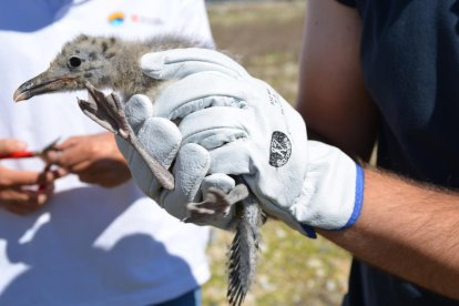 Anillamiento de un pollo de gaviota de Audouin en el puerto de Tarragona.