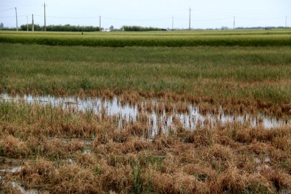 Espigas de arroz secas por la salinidad al Delta, ante otros cuadros que resisten y donde las espigas han crecido.