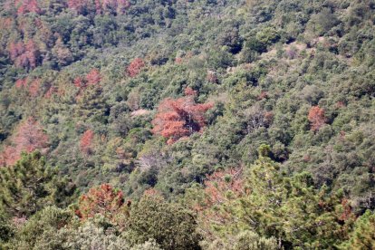 Alguns dels pins afectats per la plaga al Paratge Natural de Poblet.