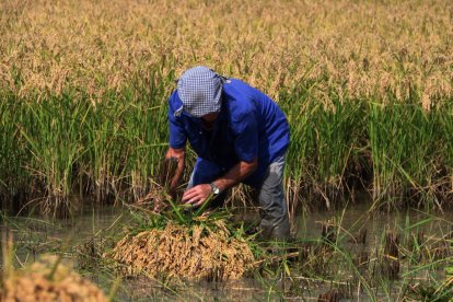 Per sectors, va baixar un 23,7% a l'agricultura i un 21,5% a la construcció.