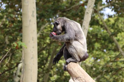 Un dels ximpanzés del Zoo de Barcelona, amb el gelat de fruites i verdures que els conservadors han incoroporat a la dieta.