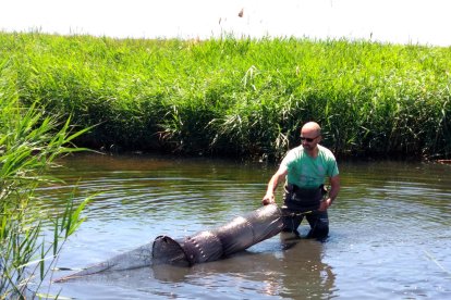 Muestreo para detectar la presencia de rana toro al Delta del Ebro.