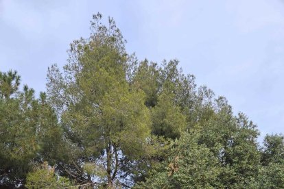 Imagen del parque Montserrat Garriga, que será el centro neurálgico de la Fiesta del Medio Ambiente.