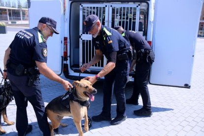 Agents de la policia local d'Amposta amb els gossos de la unitat K9.