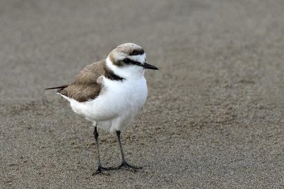 Imagen del chorlitejo patinegro en una playa.