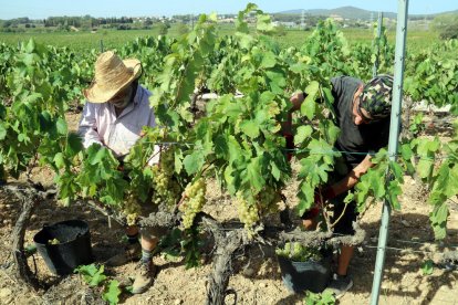 Recolectores trabajando en una viña de Pacs del Penedès.