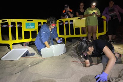 Miembros de la Fundación CRAM localizan un nuevo nido de tortuga careta en la playa de Calafell.