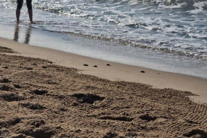 Cuatro de las tortugas que han nacido este jueves llegando al mar.