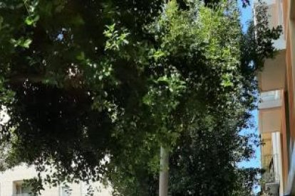 L'Ajuntament actuarà en un total de 779 arbres, repartits en 42 carrers de la ciutat.