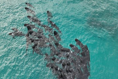 Al menos 51 ballenas piloto de aleta larga murieron anoche tras quedar varadas en la remota playa Cheynes, en el suroeste de Australia