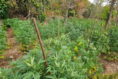 Imatge de la plantació de marihuana desmantellada a Prades.