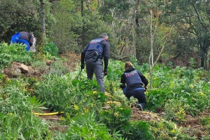 Els Mossos a la plantació de Prades.