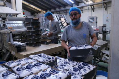 Un treballador de la planta d'envasat d'Infosa a la punta de la Banya col·loca paquets de sal en un palot.