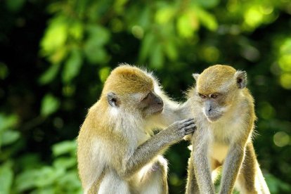 El comportamiento sexual entre individuos del mismo grupo es prevalente en el caso de los primates.