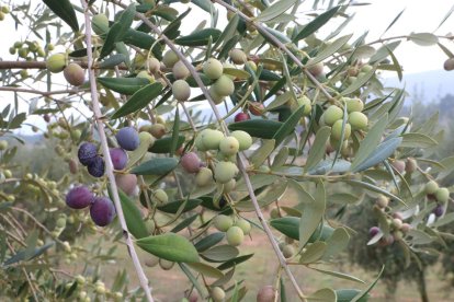 Olives en una branca abans de ser collides.