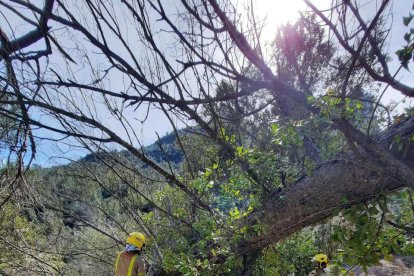 Imatge d'arxiu d'un arbre caigut per les fortes ratxes de vent.