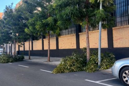 Branques caigues al barri de Ferreries de Tortosa per les fortes ratxes de vent d'aquest dijous.