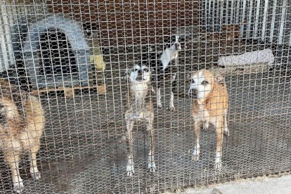 Imagen de algunos de los perros abandonados a la Asociación Protectora de Animales de Tarragona.