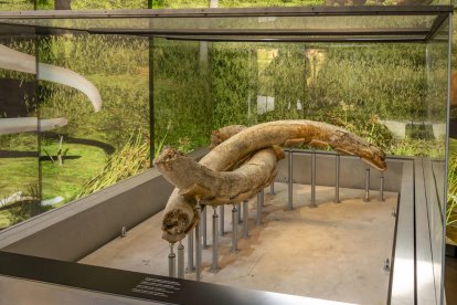 Imatge de l'arribada de les troballes a l'Espai MAMMUTHUS de la Canonja.