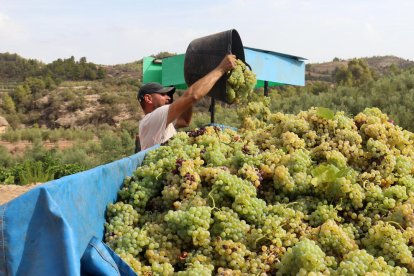 Un pagès abocant el raïm al remolc, per transportar-lo al Celler Masroig, al Priorat.