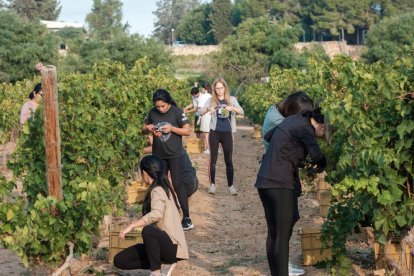 Estudiantes el Máster Internacional en Innovaciones y Transiciones en Enoturismo durante la vendimia de la finca experimental de la URV, Mas dels Frares.