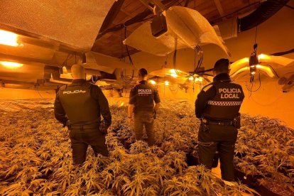 Imatge de la plantació de marihuana desmantellada a Cambrils.