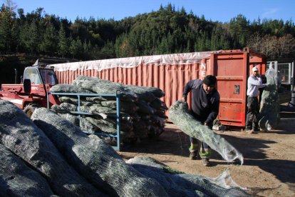 Los árboles de Navidad cultivados en Can Jover Cultius, listos para vender.