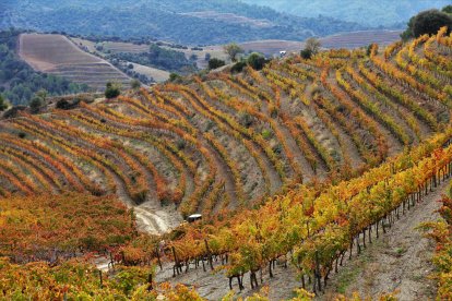 Imatge de vinyes a la localitat del Lloar, de lla DOQ Priorat