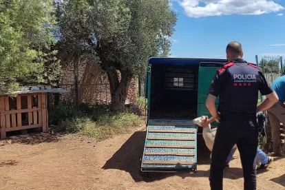 La finca de Constantí no disposava de permisos com a explotació.