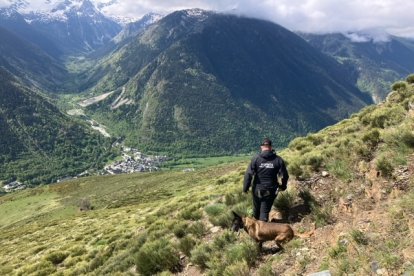 Un Agent de Medi Ambient vigilant la zona on es va donar l'atac d'un os a la Val d'Aran.