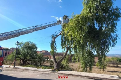 Imatge dels Bombers treballant en l'arbre de grans dimensions al Molar