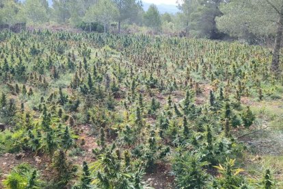 La plantació de marihuana que els Mossos d'Esquadra han desmantellat al Pont d'Armentera.