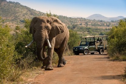 Imatge d'un elefant al Parc Nacional de Pilanesberg, a Sud-àfrica.