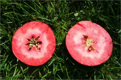 Pomes de polpa vermella.